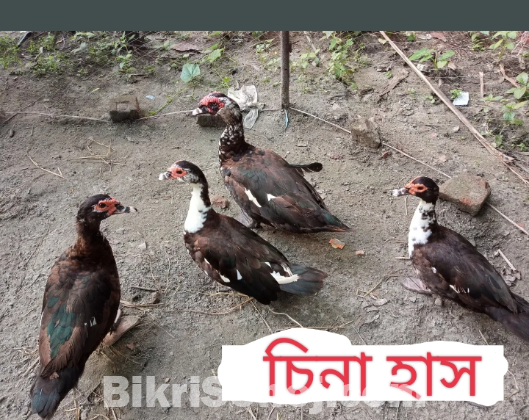 নিলফামারীর চিনা হাস